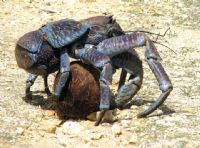 Un gros crabe de cocotier aperçu dans les rues de Hawaï