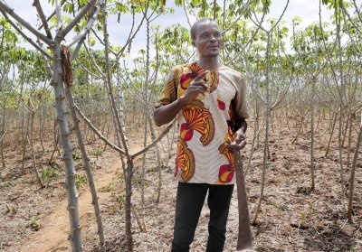 Cultures vivrières et maraîchères: le PA-PsGouv visite des champs dans le District autonome de Yamoussoukro