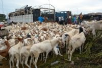 Vingt béliers offerts à la communauté musulmane de Yamoussoukro pour la célébration de la Tabaski