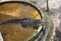 Affaire un crocodile dans une salle de classe du collège Notre Dame d’Afrique: La part de vérité de la Direction