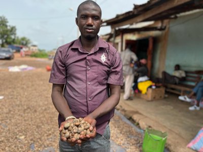 La chute de la demande mondiale de noix de cajou pousse l'industrie ivoirienne au bord de l'effondrement