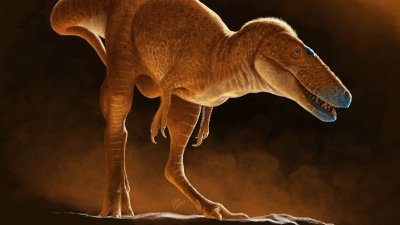 La découverte d'un dinosaure qui « réécrit » l'arbre généalogique du T-rex