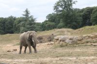 Tiassalé: un éléphant sème la désolation en détruisant les plantations de Boussoukro