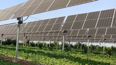 L'agriculture sous panneaux solaires va-t-elle prendre son essor ?