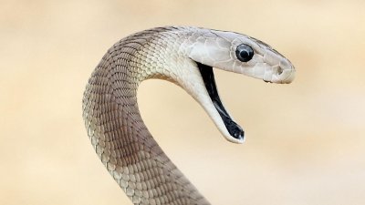 Un antivenin de serpent « sans précédent » fabriqué à partir d'un homme mordu 200 fois