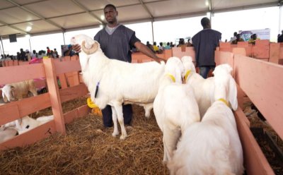 Fêtes de fin d'année : le gouvernement renforce le contrôle sanitaire des denrées animales et d'origine animale