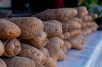 Le prix de la nouvelle igname toujours hors de portée à Madinani