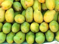 Campagne 2016 de la filière mangue en Côte d’Ivoire : 6,5 milliards de FCFA distribués aux producteurs
