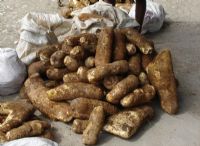 L’igname, une denrée prisée à M’Bengué mais absente des cultures locales (reportage)