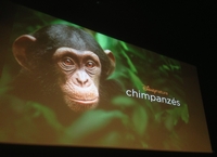 Eco-tourisme / 3è édition du SITA : les Chimpanzés de Taï sont la grande attraction de cette année