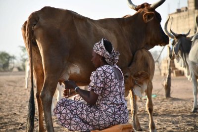Investir dans les systèmes d'élevage pour assurer l'avenir du Sahel (Libre tribune)