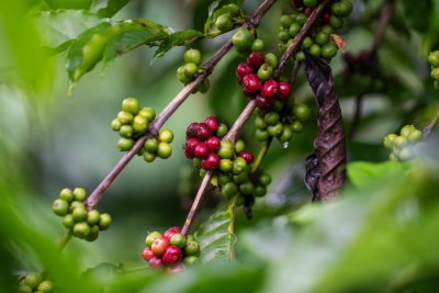 Journée internationale du café: Nescafé valorise le café ivoirien comme