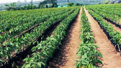 Le village de Badiépa veut impliquer les nouvelles technologies dans l’exploitation agricole.