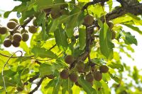 Le fruit du karité introuvable sur les marchés de Niakara (amateurs)