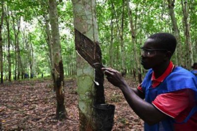 Structuration et suivi : la FPH-CI lance une nouvelle phase de l’enregistrement des producteurs de la filière hévéa en Côte d’Ivoire