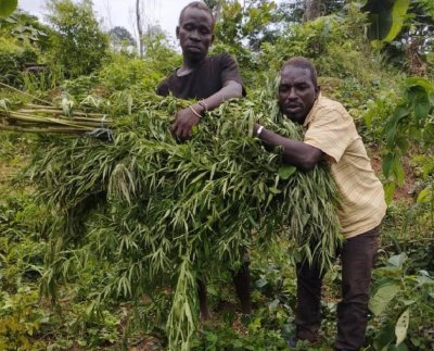 La police détruit un hectare de cannabis à Prikro