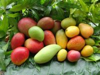 La mangue devient le 3ème fruit d’exportation de la Côte d’Ivoire avec 100 000 tonnes en 2016