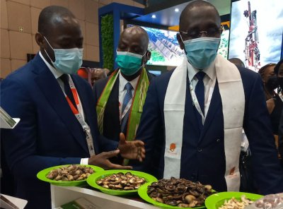 Le Conseil du Coton et de l’Anacarde à Durban : une option pour la qualité et la transformation ( DGA)