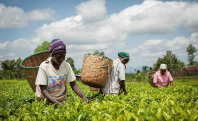 Économie : le Fonds « Lives and Livelihoods » continue d'obtenir des résultats malgré la Covid-19 et maintient des projets en réserve en sa cinquième année d'opération