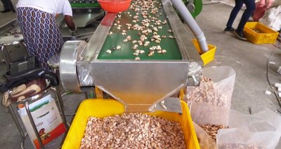 Plan de soutien aux transformateurs de cajou: les acteurs nationaux créent un groupement d’intérêt économique