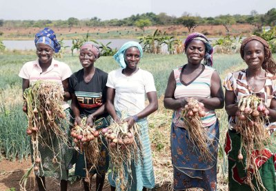 Mise en œuvre du PA-PsGouv dans les zones frontalières du Nord : les femmes membres de groupements de maraîchers de Korhogo reconnaissantes de l'appui du gouvernement