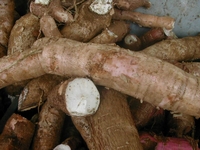 Coopération: La Côte d’Ivoire s'engage à aider le Congo à accélérer sa production du manioc