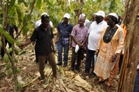 Filière café-cacao / Mme Massandjé Litse Touré (Dg Conseil café-cacao) aux producteurs de Soubré :	 ‘‘Je ne veux pas entendre parler de travail d’enfants dans vos plantations’’
