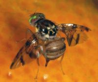 Lancement d’un plan de lutte contre les mouches des fruits en Afrique de l’Ouest