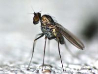 Mystère/ Peur panique à Aboisso: La ville envahie par des moucherons