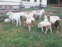 Célébration de la Tabaski à Odienné : Le Maire Touré Nassénéba fait don d’une cinquantaine de bêtes à la communauté musulmane