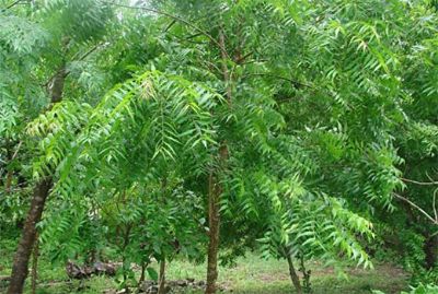 Lutte contre le Covid-19 : des populations se jettent sur les feuilles de nime, un tradipraticien met en garde
