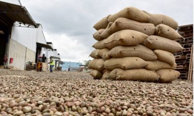 Noix de Cajou: Abidjan accueille la 6è édition des journées nationales des exportateurs de cajou pour réfléchir sur l'avenir de la filière 