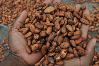 Risques de défauts de certains exportateurs de Cacao : le Conseil du Café-Cacao rassure  les acteurs de la chaîne de valeur  (Communiqué) 