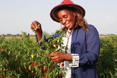 Cultures maraîchères : le PA-PsGouv améliore la vie de nombreux jeunes et femmes des départements de Bouaké, Korhogo et Ferkessédougou