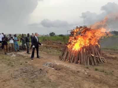 Côte d’Ivoire: plus de 3 tonnes d’écailles de pangolin saisies incinérées