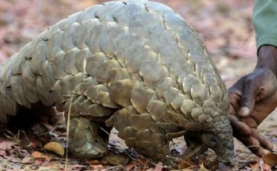 Trafic d’espèces protégées : près de 3000 kg d’écailles de pangolins saisis par des agents de l’UCT