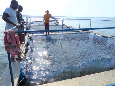 Pisciculture : les cages flottantes réalisées par le 2PAI-Bélier en production