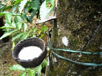 Litige relatif à la privatisation de la SAPH d’Anguédédou : Les planteurs d’hévéa mettent la pression sur l’Etat