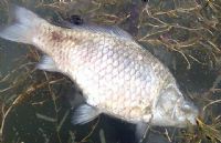 Des poisons carpes morts au large du Bandama: Les autorités sanitaires et halieutiques de Kounahiri appellent les populations à la vigilance