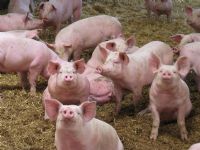 L’élevage de porc reprend à Bouaflé (DR des Ressources animales)