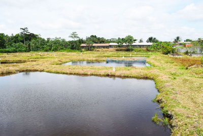 Production nationale du tilapia d’élevage : une délégation de la FAO et du ministère des Ressources halieutiques visite deux fermes piscicoles pilotes