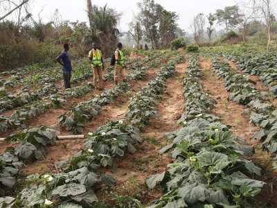 Programme social du Gouvernement (Psgouv) : une coopérative de maraîchers à N’Guessankro (Toumodi) reconnaissante au gouvernement