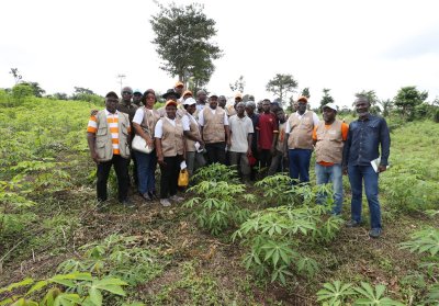 Projet d'Appui de la BAD au Psgouv : une mission conjointe Gouvernement-BAD en visite de terrain dans des champs de manioc et dans une unité semi-industrielle de transformation à N'douci et à Tiassalé