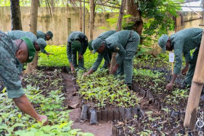 Reforestation : le gouvernement engage une stratégie de restauration du patrimoine forestier ivoirien