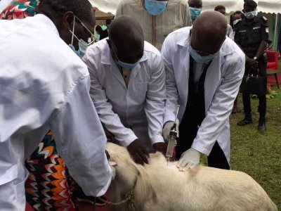 Renforcement de la santé publique vétérinaire : environ 5 millions d'animaux d'élevage et de compagnie ont bénéficié de campagnes de vaccination entre 2022-2024