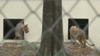 Protection de la faune: Trois lions de 50 millions de FCFA offerts au Zoo d’Abidjan