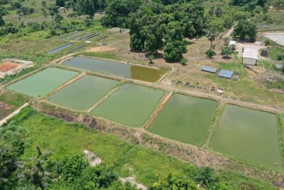 Ressources animales et halieutiques : Le Premier Ministre procèdera au lancement officiel du Programme stratégique de Transformation de l’Aquaculture en Côte d’Ivoire le 1er août à Loka (Bouaké)