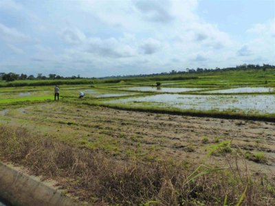 Riziculture : 1 116 ha de riz aménagés par le projet de pole agro-industriel du bélier (2pai-belier) depuis 2018