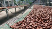 Côte d'Ivoire: baisse de près de 20% du prix d'achat du cacao aux producteurs ivoiriens