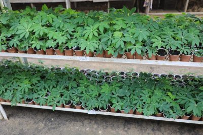 Sécurité alimentaire : le CNRA innove en vue de renforcer les capacités nationales de production de semences de manioc de qualité